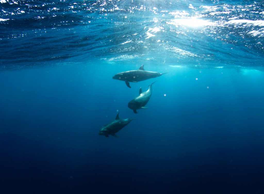 Dolphins swimming underwater